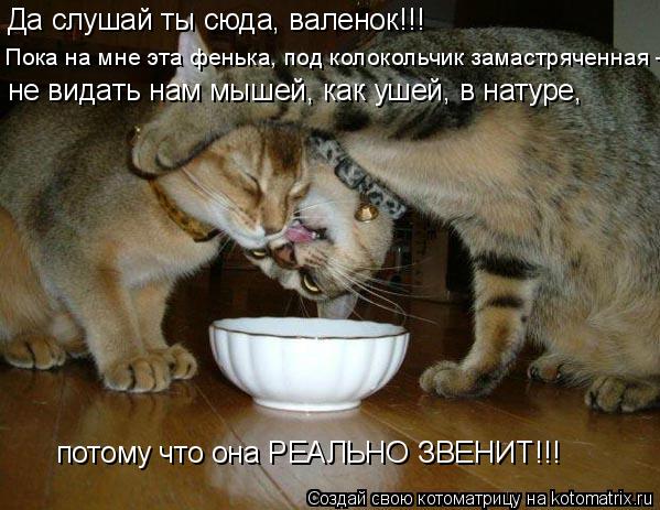 Котоматрица: Да слушай ты сюда, валенок!!! Пока на мне эта фенька, под колокольчик замастряченная -  не видать нам мышей, как ушей, в натуре, потому что она Р