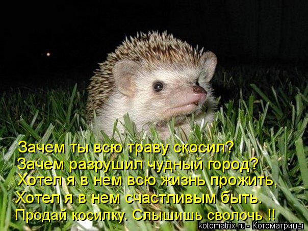 Зачем ты всю траву скосил? Зачем разрушил чудный город? Хотел я в нем всю жизнь прожить, Хотел я в не... Котоматрица: Зачем ты всю траву скосил? Зачем разрушил чудный город? Хотел я в нем всю жизнь прожить, Хотел я в нем счастливым быть. Продай косилку. Слышиш