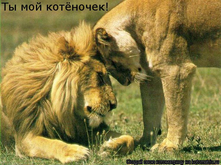 Котоматрица: Ты мой котёночек!
