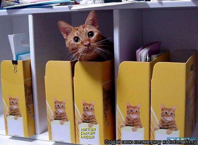 наглая рыжая морда... Котоматрица: наглая рыжая морда