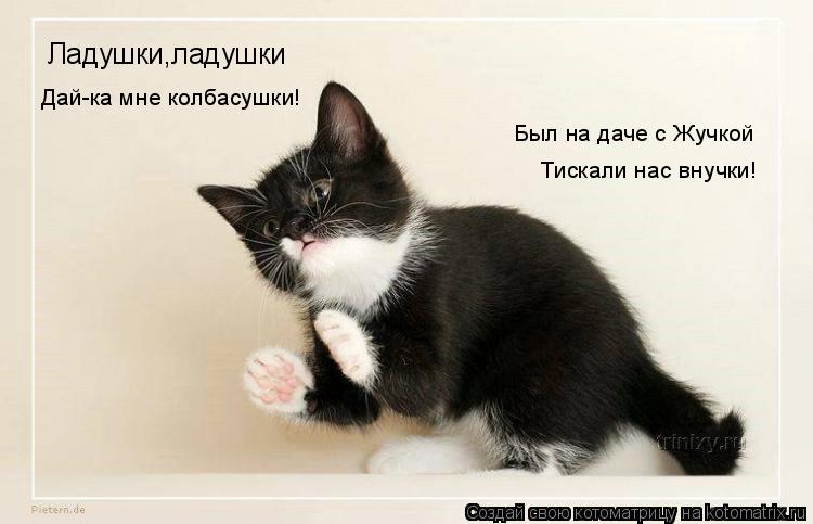 Котоматрица: Ладушки,ладушки Дай-ка мне колбасушки! Был на даче с Жучкой Тискали нас внучки!