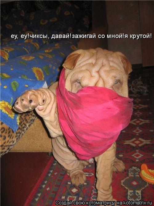 еу, еу!чиксы, давай!зажигай со мной!я крутой!... Котоматрица: еу, еу!чиксы, давай!зажигай со мной!я крутой!