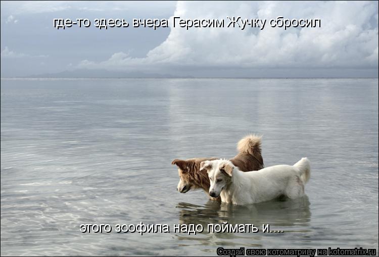 где-то здесь вчера Герасим Жучку сбросил этого зоофила надо поймать и....... Котоматрица: где-то здесь вчера Герасим Жучку сбросил этого зоофила надо поймать и....