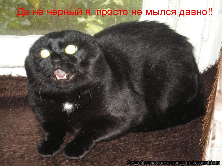 Да не черный я, просто не мылся давно!!... Котоматрица: Да не черный я, просто не мылся давно!!