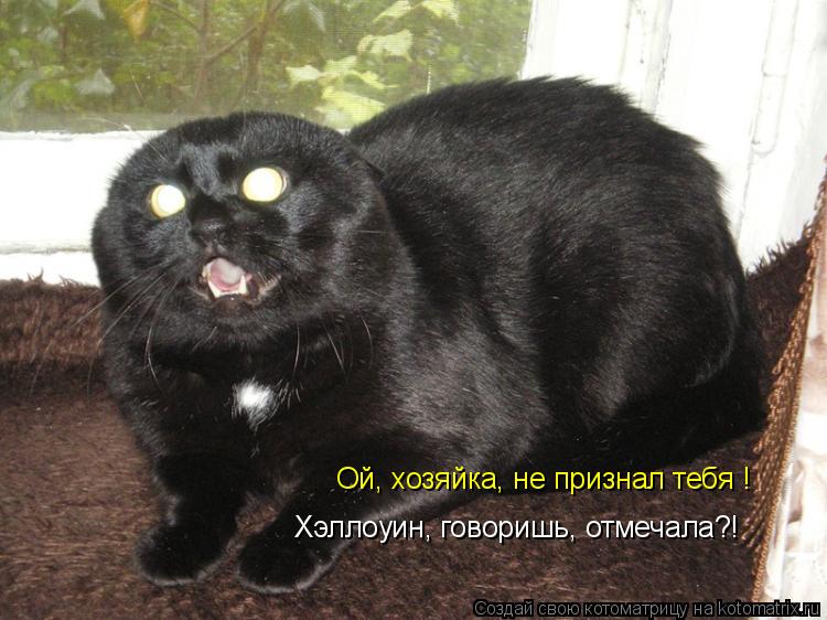 Ой, хозяйка, не признал тебя ! Хэллоуин, говоришь, отмечала?!... Котоматрица: Ой, хозяйка, не признал тебя ! Хэллоуин, говоришь, отмечала?!