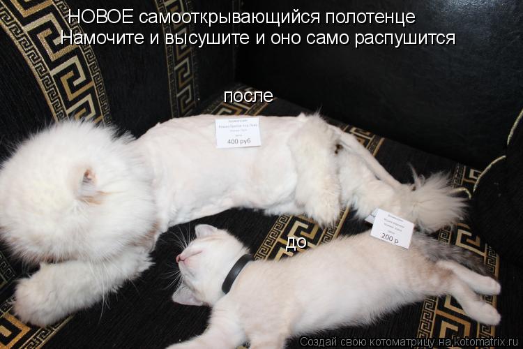 НОВОЕ самооткрывающийся полотенце Намочите и высушите и оно само распушится до после... Котоматрица: НОВОЕ самооткрывающийся полотенце Намочите и высушите и оно само распушится до после