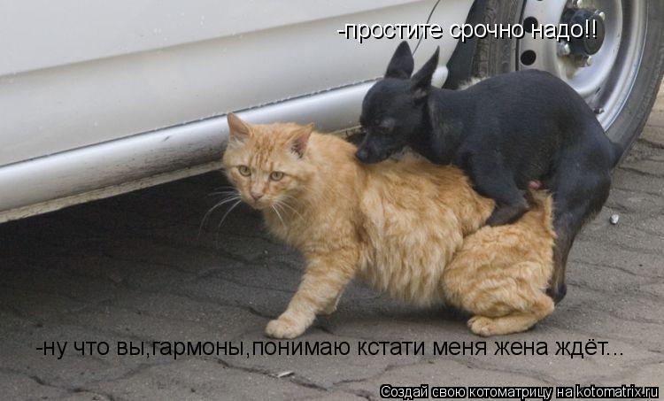 -простите срочно надо!! -ну что вы,гармоны,понимаю кстати меня жена ждёт...... Котоматрица: -простите срочно надо!! -ну что вы,гармоны,понимаю кстати меня жена ждёт...