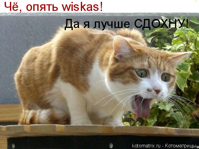 Чё, опять wiskas! Да я лучше СДОХНУ!... Котоматрица: Чё, опять wiskas! Да я лучше СДОХНУ!