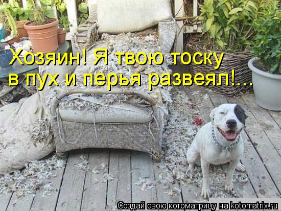 Котоматрица: Хозяин! Я твою тоску в пух и перья развеял!...