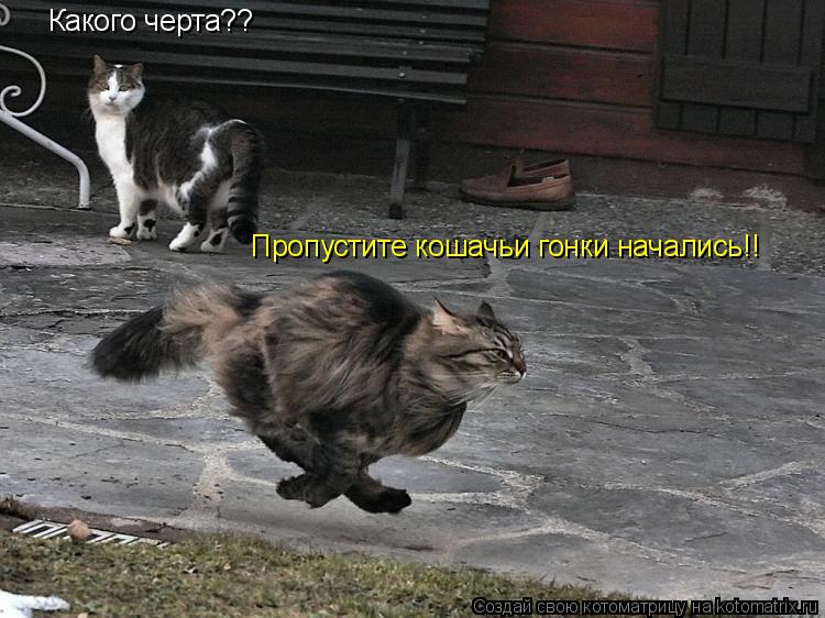 Какого черта?? Пропустите кошачьи гонки начались!!... Котоматрица: Какого черта?? Пропустите кошачьи гонки начались!!