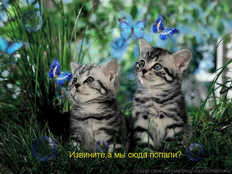 Извините,а мы сюда попали?... Котоматрица: Извините,а мы сюда попали?