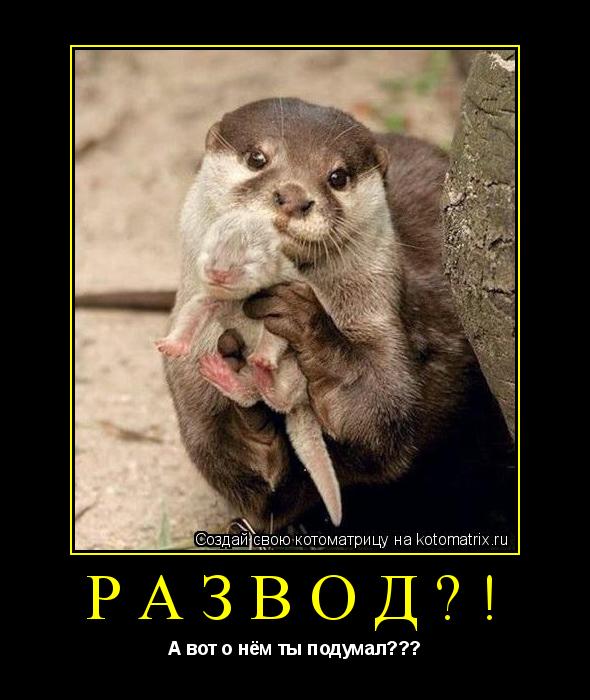 развод?! А вот о нём ты подумал???... Котоматрица: развод?! А вот о нём ты подумал???
