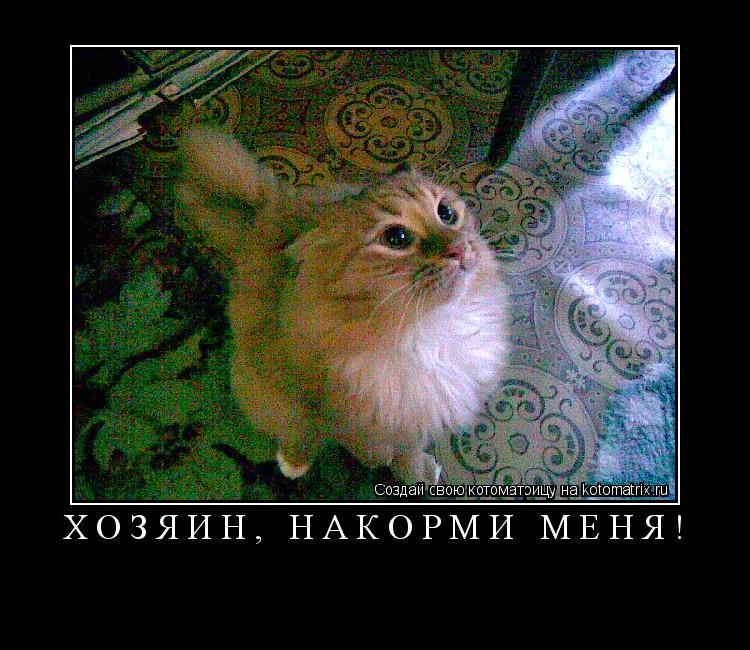 хозяин, накорми меня! ... Котоматрица: хозяин, накорми меня!