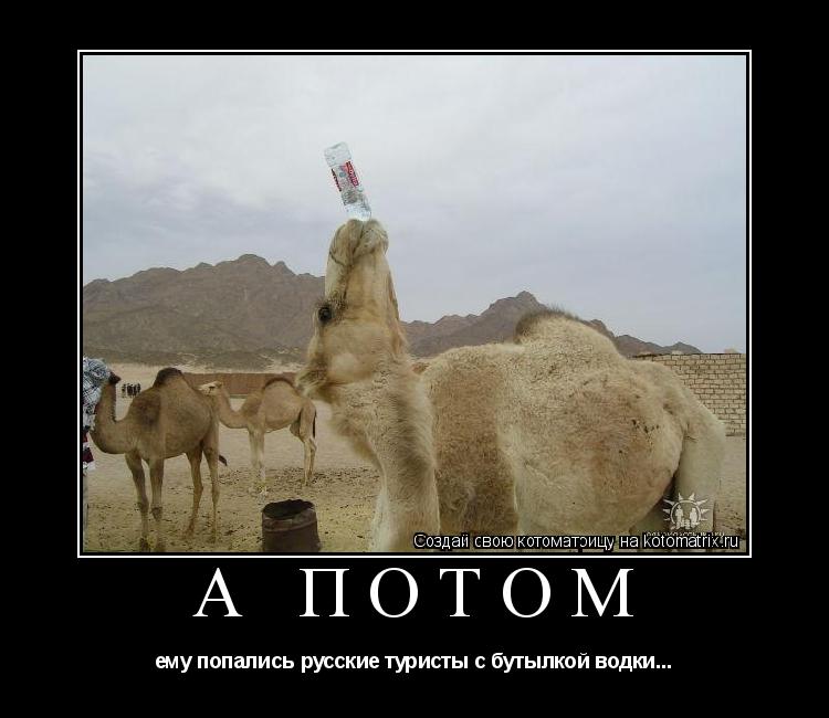 а потом ему попались русские туристы с бутылкой водки...... Котоматрица: а потом ему попались русские туристы с бутылкой водки...