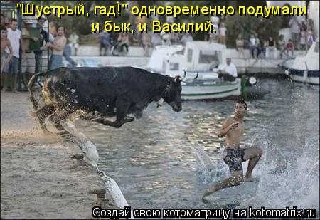 "Шустрый, гад!" одновременно подумали и бык, и Василий.... Котоматрица: "Шустрый, гад!" одновременно подумали и бык, и Василий.