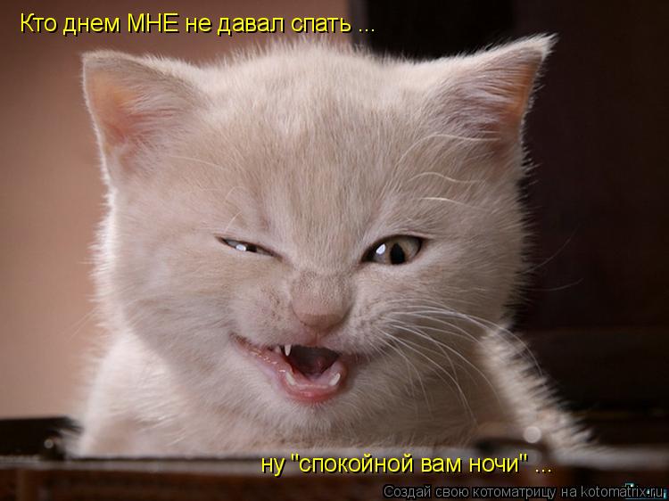 Кто днем МНЕ не давал спать ... ну "спокойной вам ночи" ...... Котоматрица: Кто днем МНЕ не давал спать ... ну "спокойной вам ночи" ...