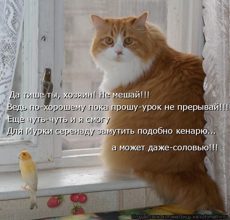 Да тише ты, хозяин! Не мешай!!! Ведь по-хорошему пока прошу-урок не прерывай!!! Еще чуть-чуть и я смо... Котоматрица: Да тише ты, хозяин! Не мешай!!! Ведь по-хорошему пока прошу-урок не прерывай!!! Еще чуть-чуть и я смогу Для Мурки серенаду замутить подобно кена