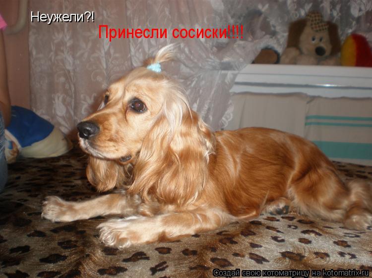 Неужели?! Принесли сосиски!!!!... Котоматрица: Неужели?! Принесли сосиски!!!!