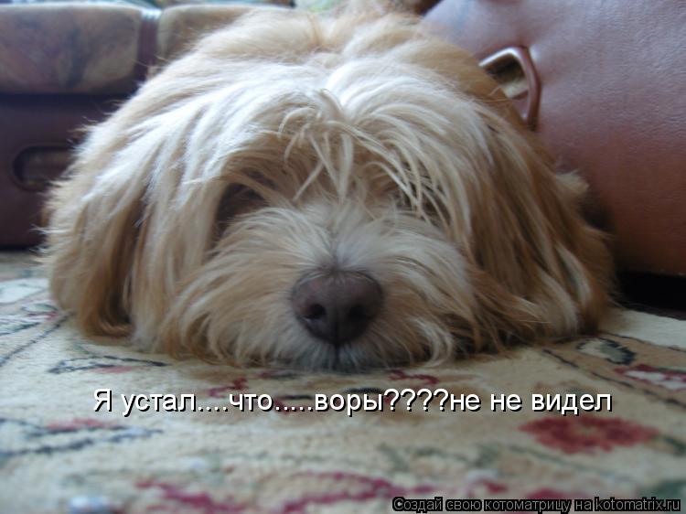Я устал....что.....воры????не не видел... Котоматрица: Я устал....что.....воры????не не видел
