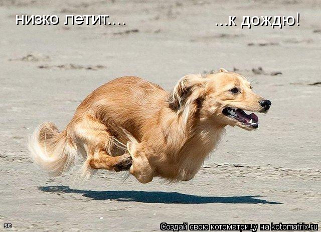 низко летит.... ...к дождю!... Котоматрица: низко летит.... ...к дождю!