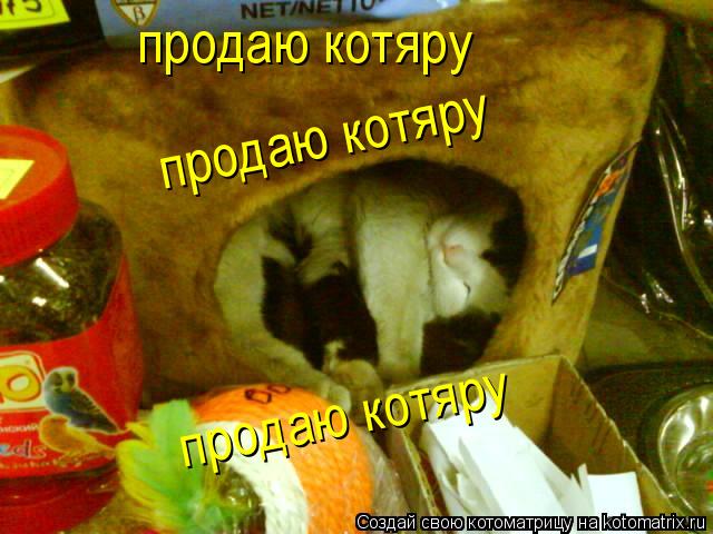 продаю котяру продаю котяру продаю котяру... Котоматрица: продаю котяру продаю котяру продаю котяру