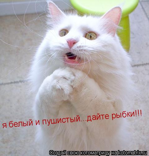 я белый и пушистый...дайте рыбки!!!(кошачий гипноз) я белый и пушистый...дайте рыбки!!!... Котоматрица: я белый и пушистый...дайте рыбки!!!(кошачий гипноз) я белый и пушистый...дайте рыбки!!!