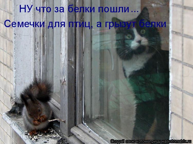 НУ что за белки пошли ... Семечки для птиц, а грызут белки... Котоматрица: НУ что за белки пошли ... Семечки для птиц, а грызут белки
