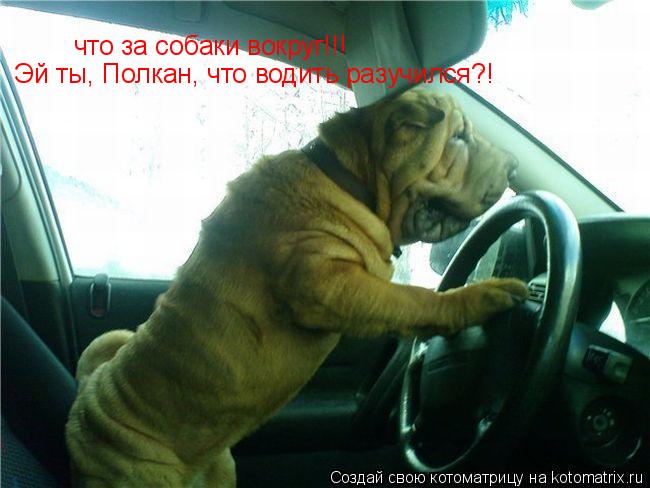 что за собаки вокруг!!! Эй ты, Полкан, что водить разучился?!... Котоматрица: что за собаки вокруг!!! Эй ты, Полкан, что водить разучился?!