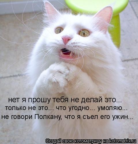 нет я прошу тебя не делай это... только не это... что угодно... умоляю... не говори Полкану, что я съ... Котоматрица: нет я прошу тебя не делай это... только не это... что угодно... умоляю... не говори Полкану, что я съел его ужин...