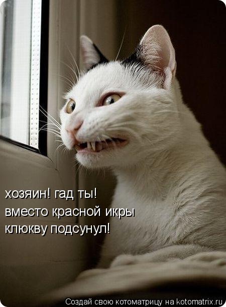 Котоматрица: хозяин! гад ты! вместо красной икры клюкву подсунул!