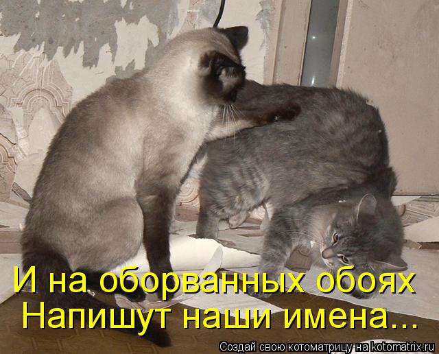 Котоматрица: И на оборванных обоях Напишут наши имена...