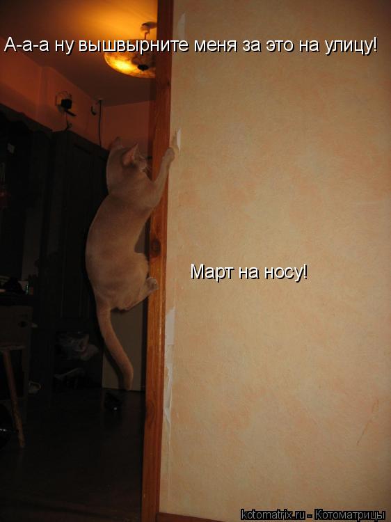 А-а-а ну вышвырните меня за это на улицу! Март на носу!... Котоматрица: А-а-а ну вышвырните меня за это на улицу! Март на носу!