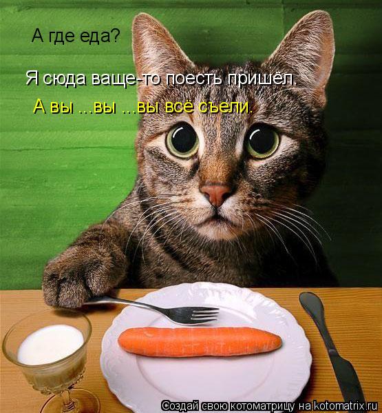 А где еда? Я сюда ваще-то поесть пришёл. А вы ...вы ...вы всё съели.... Котоматрица: А где еда? Я сюда ваще-то поесть пришёл. А вы ...вы ...вы всё съели.