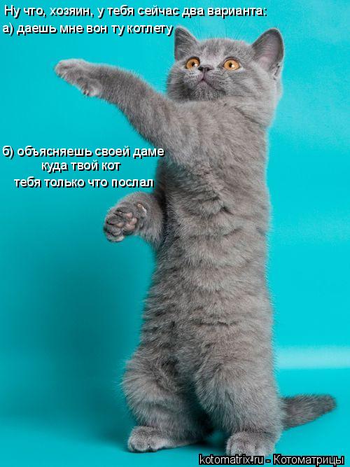 Котоматрица: Ну что, хозяин, у тебя сейчас два варианта: б) объясняешь своей даме куда твой кот тебя только что послал а) даешь мне вон ту котлету