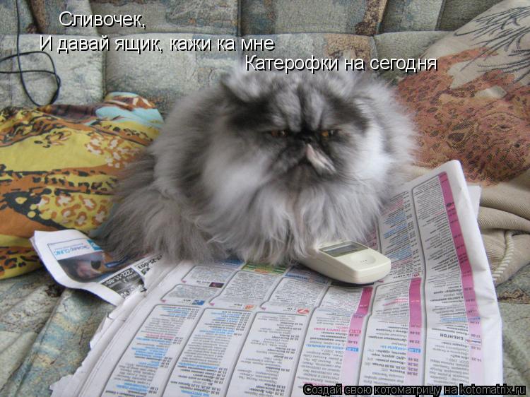 Сливочек, И давай ящик, кажи ка мне Катерофки на сегодня... Котоматрица: Сливочек, И давай ящик, кажи ка мне Катерофки на сегодня