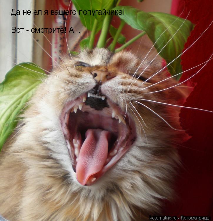 Котоматрица: Да не ел я вашего попугайчика! Вот - смотрите! А...