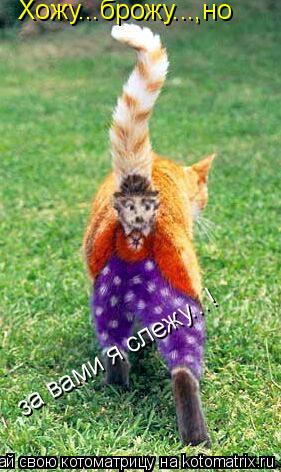 Хожу...брожу...,но за вами я слежу...!... Котоматрица: Хожу...брожу...,но за вами я слежу...!
