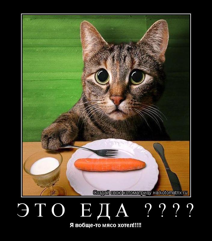 Это еда ???? Я вобще-то мясо хотел!!!!!... Котоматрица: Это еда ???? Я вобще-то мясо хотел!!!!!