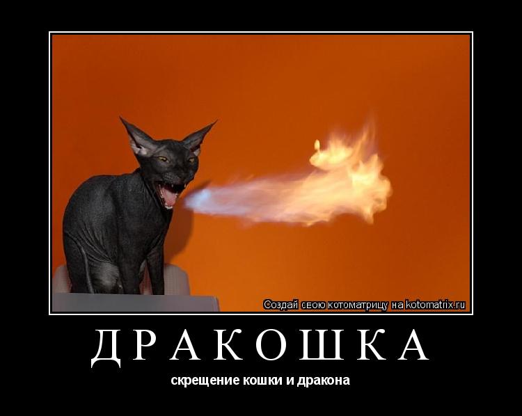 Дракошка скрещение кошки и дракона... Котоматрица: Дракошка скрещение кошки и дракона