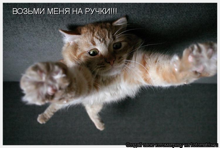 ВОЗЬМИ МЕНЯ НА РУЧКИ!!!... Котоматрица: ВОЗЬМИ МЕНЯ НА РУЧКИ!!!