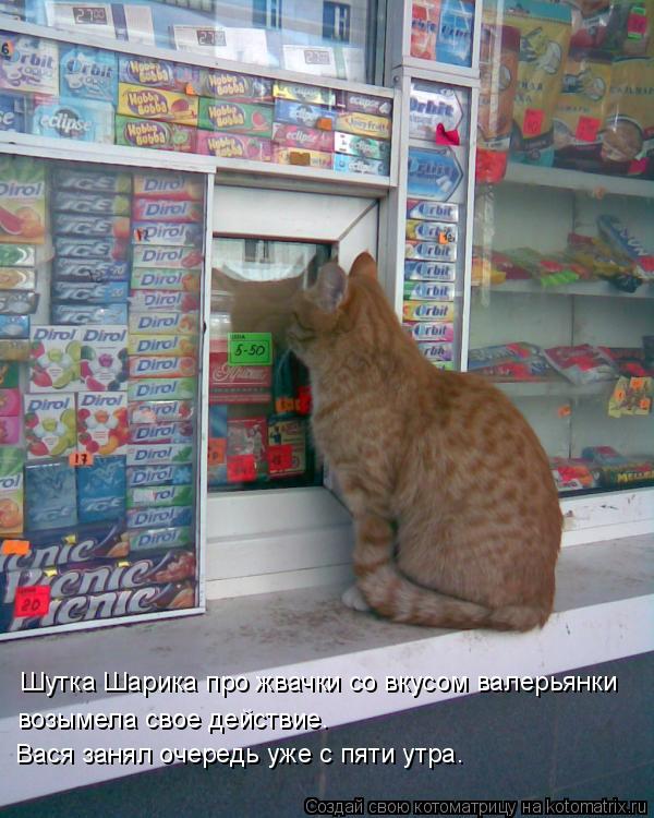 Котоматрица: Шутка Шарика про жвачки со вкусом валерьянки  возымела свое действие.  Вася занял очередь уже с пяти утра.