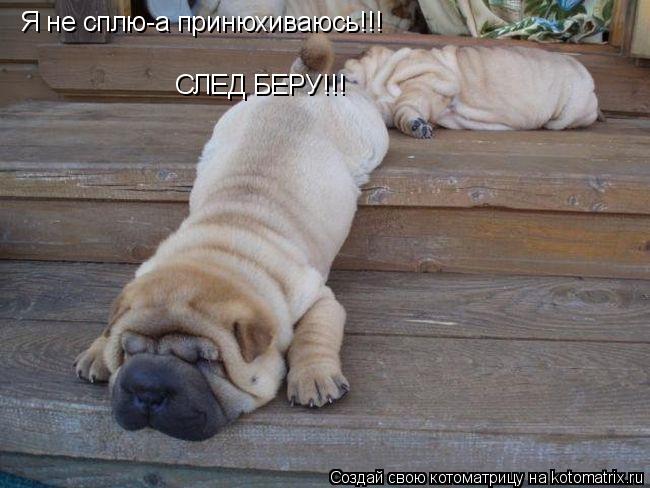 Я не сплю-а принюхиваюсь!!! СЛЕД БЕРУ!!!... Котоматрица: Я не сплю-а принюхиваюсь!!! СЛЕД БЕРУ!!!