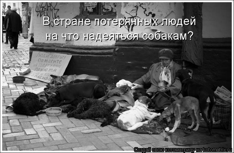 Котоматрица: В стране потерянных людей на что надеяться собакам?