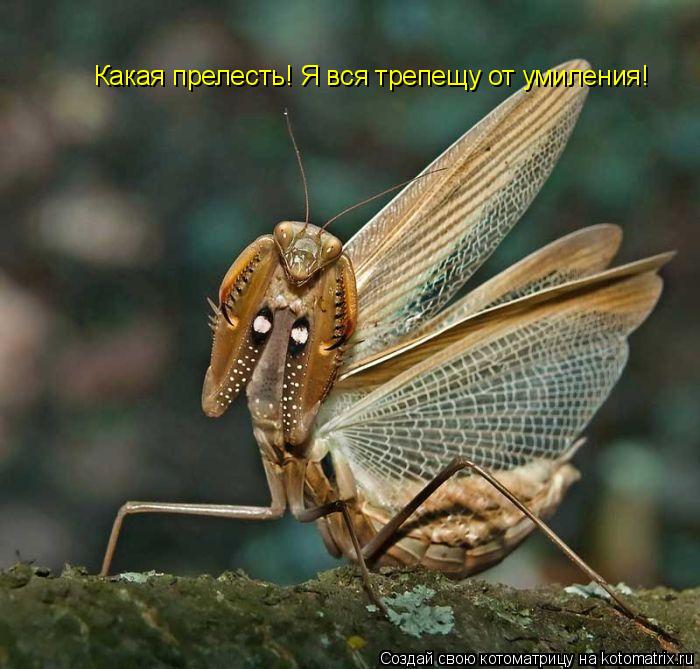 Какая прелесть! Я вся трепещу от умиления!... Котоматрица: Какая прелесть! Я вся трепещу от умиления!