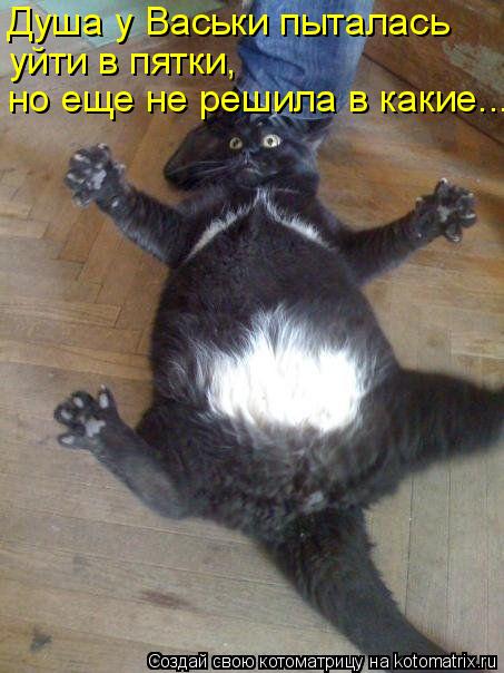 Душа у Васьки пыталась уйти в пятки, но еще не решила в какие...... Котоматрица: Душа у Васьки пыталась уйти в пятки, но еще не решила в какие...