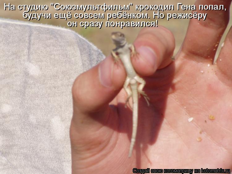 На студию "Союзмультфильм" крокодил Гена попал, будучи ещё совсем ребёнком. Но режисёру он сразу по... Котоматрица: На студию "Союзмультфильм" крокодил Гена попал, будучи ещё совсем ребёнком. Но режисёру он сразу понравился!