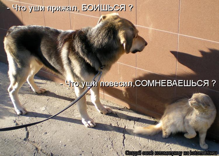 - Что уши прижал, БОИШЬСЯ ? - Что уши повесил,СОМНЕВАЕШЬСЯ ?... Котоматрица: - Что уши прижал, БОИШЬСЯ ? - Что уши повесил,СОМНЕВАЕШЬСЯ ?