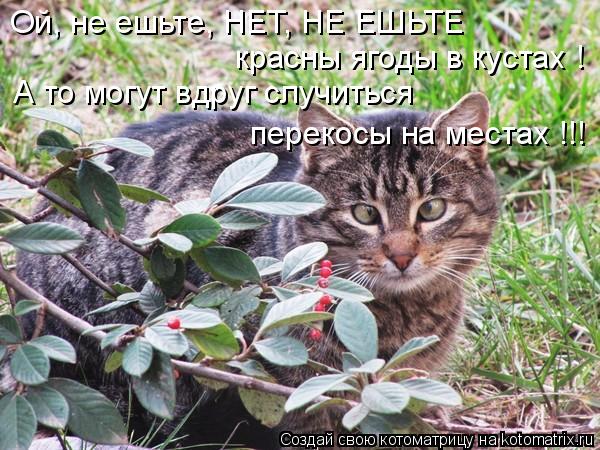 Ой, не ешьте, НЕТ, НЕ ЕШЬТЕ красны ягоды в кустах ! А то могут вдруг случиться перекосы на местах !!!... Котоматрица: Ой, не ешьте, НЕТ, НЕ ЕШЬТЕ красны ягоды в кустах ! А то могут вдруг случиться перекосы на местах !!!