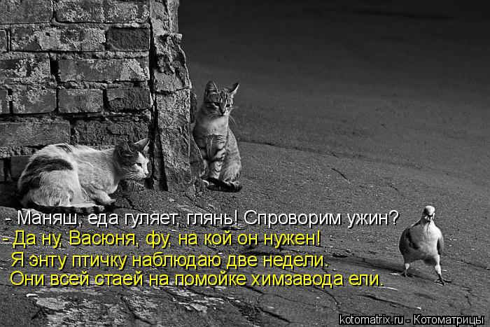 - Маняш, еда гуляет, глянь! Спроворим ужин? - Да ну, Васюня, фу, на кой он нужен! Я энту птичку наблю... Котоматрица: - Маняш, еда гуляет, глянь! Спроворим ужин? - Да ну, Васюня, фу, на кой он нужен! Я энту птичку наблюдаю две недели. Они всей стаей на помойке хим