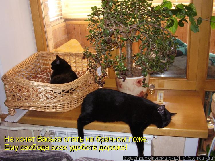 Не хочет Васька спать на брачном ложе. Ему свобода всех удобств дороже!... Котоматрица: Не хочет Васька спать на брачном ложе. Ему свобода всех удобств дороже!